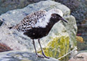 Pluvialis squatarola